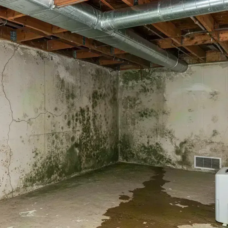 Professional Mold Removal in Shannondale, WV